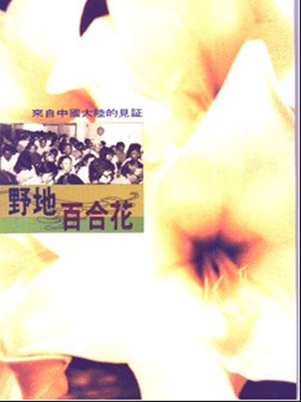 野地百合花:來自中國大陸的見證